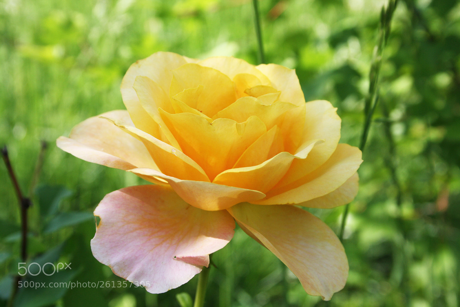 Canon EOS 1000D (EOS Digital Rebel XS / EOS Kiss F) sample photo. Img photography