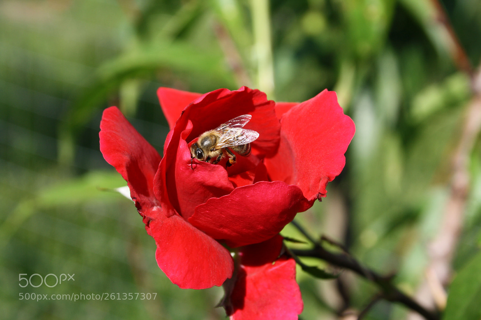 Canon EOS 1000D (EOS Digital Rebel XS / EOS Kiss F) sample photo. Img photography