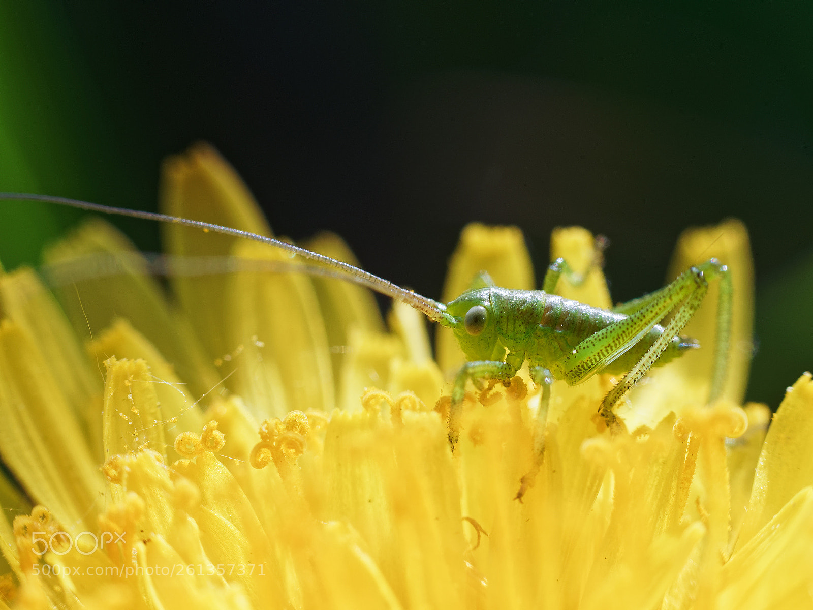 Olympus OM-D E-M5 II sample photo. Very small grasshopper 2 photography