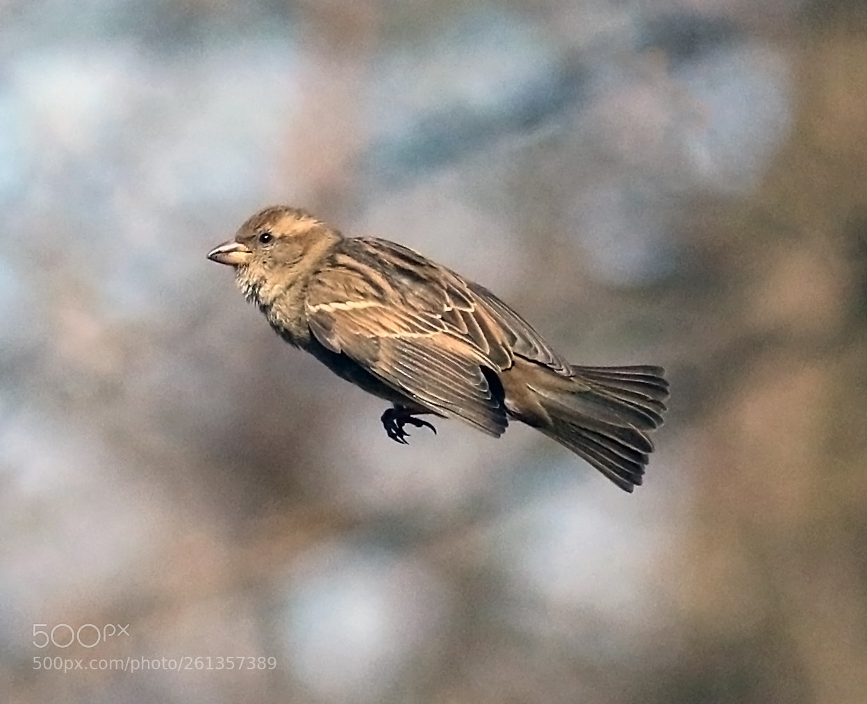 Canon EOS 7D Mark II sample photo. Little torpedo photography