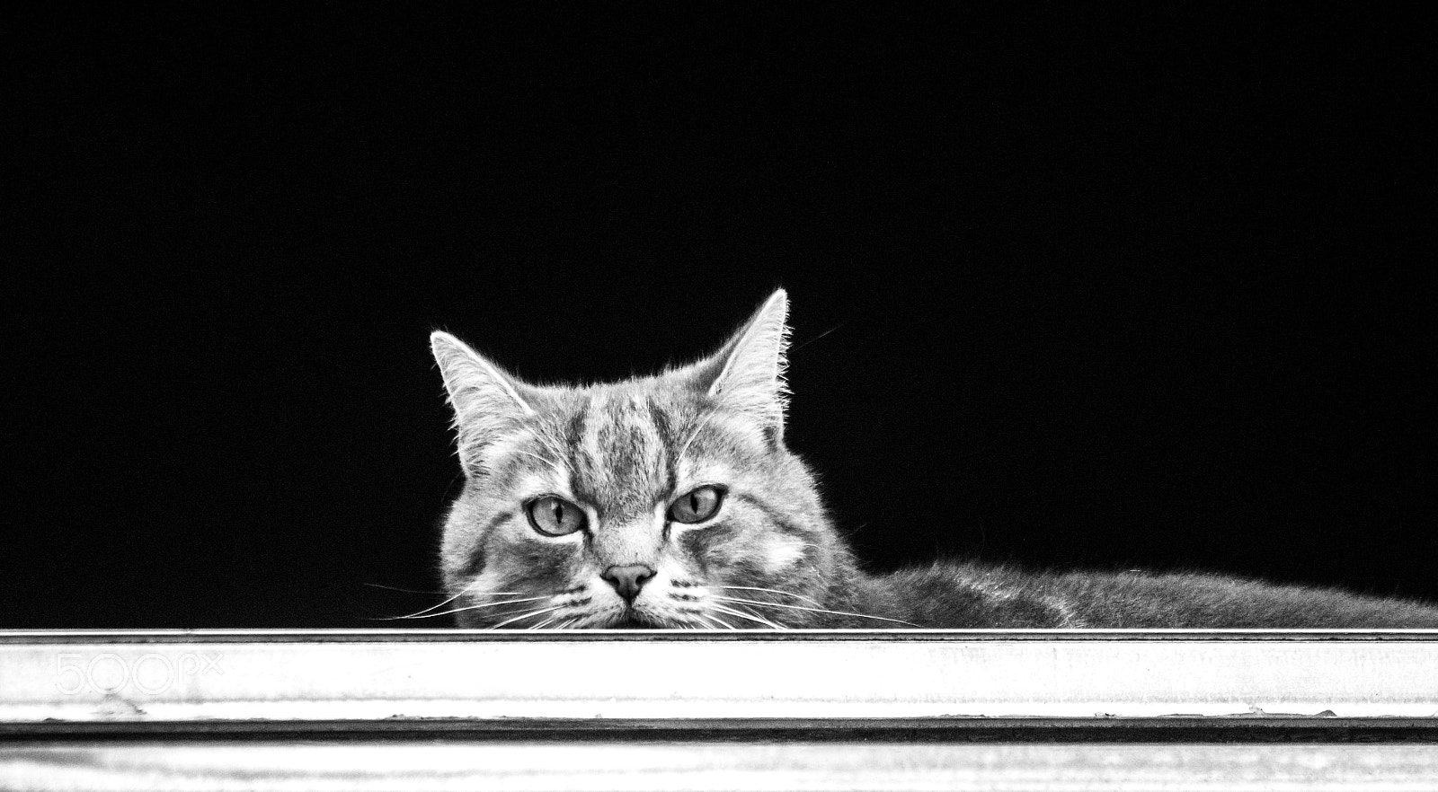 Canon EOS-1D Mark IV sample photo. A cat lies relaxed by the window and looks with wide eyes to the photography
