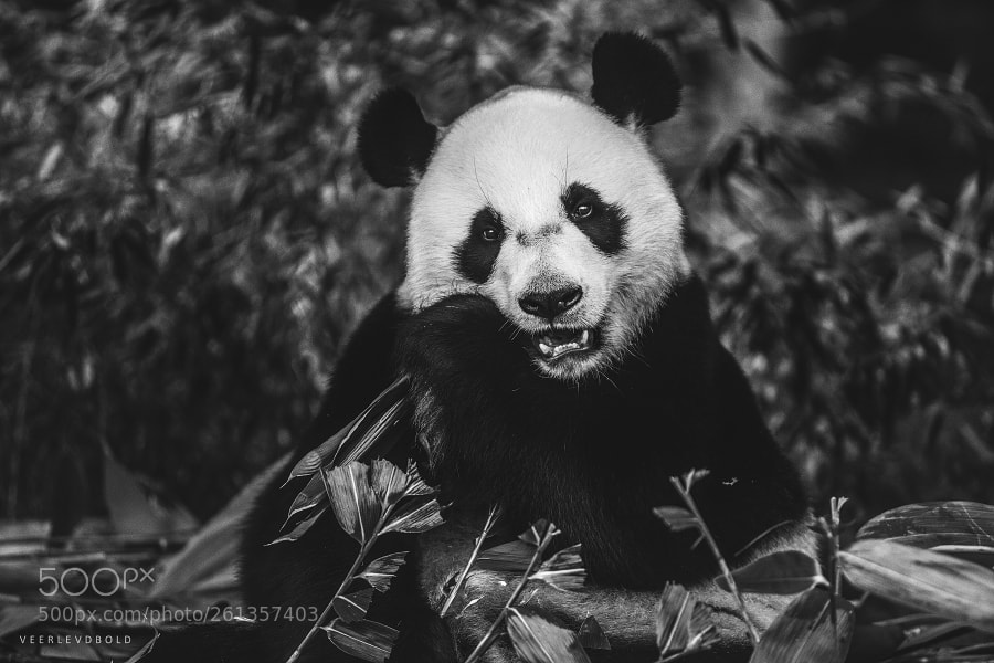 Canon EOS 5D Mark II sample photo. Pandalicious photography