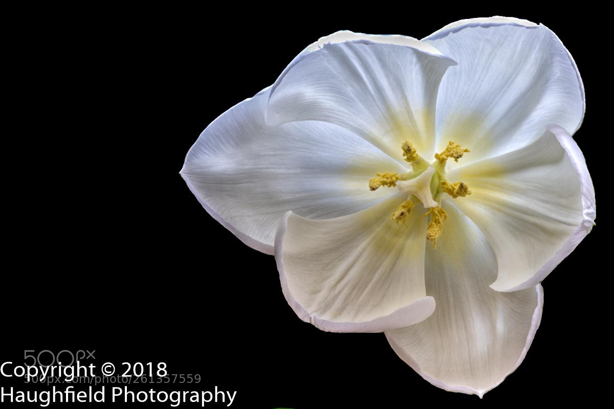 Sony a7R III sample photo. White tulip photography