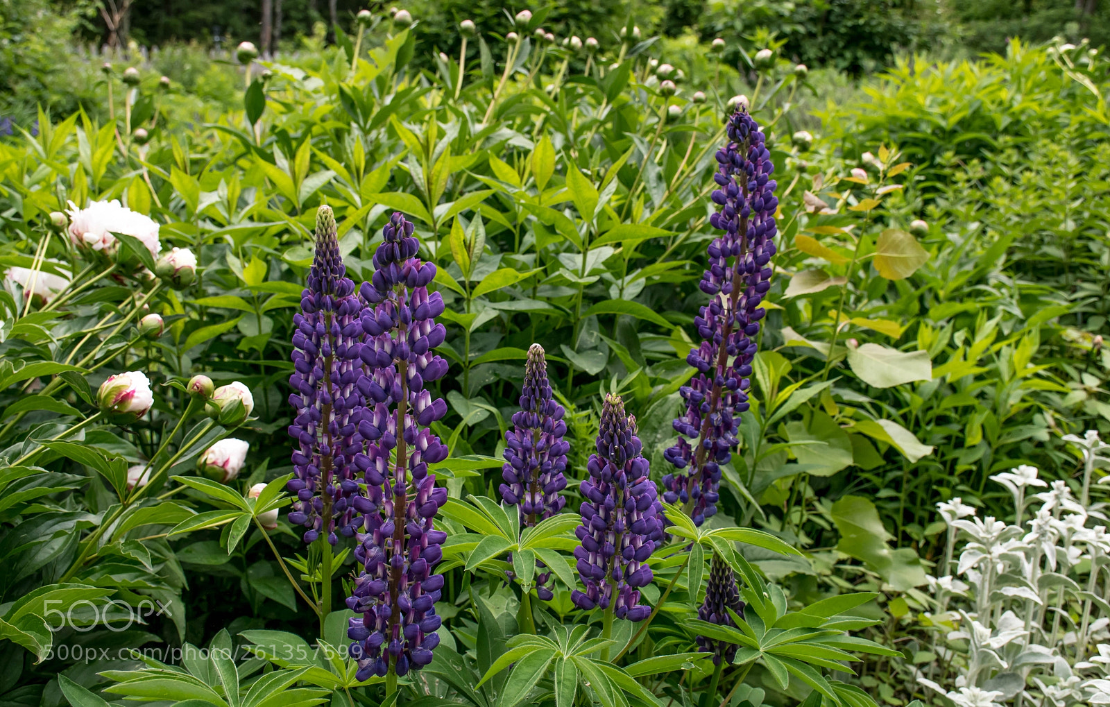 Nikon D7500 sample photo. Lupines and peonies photography