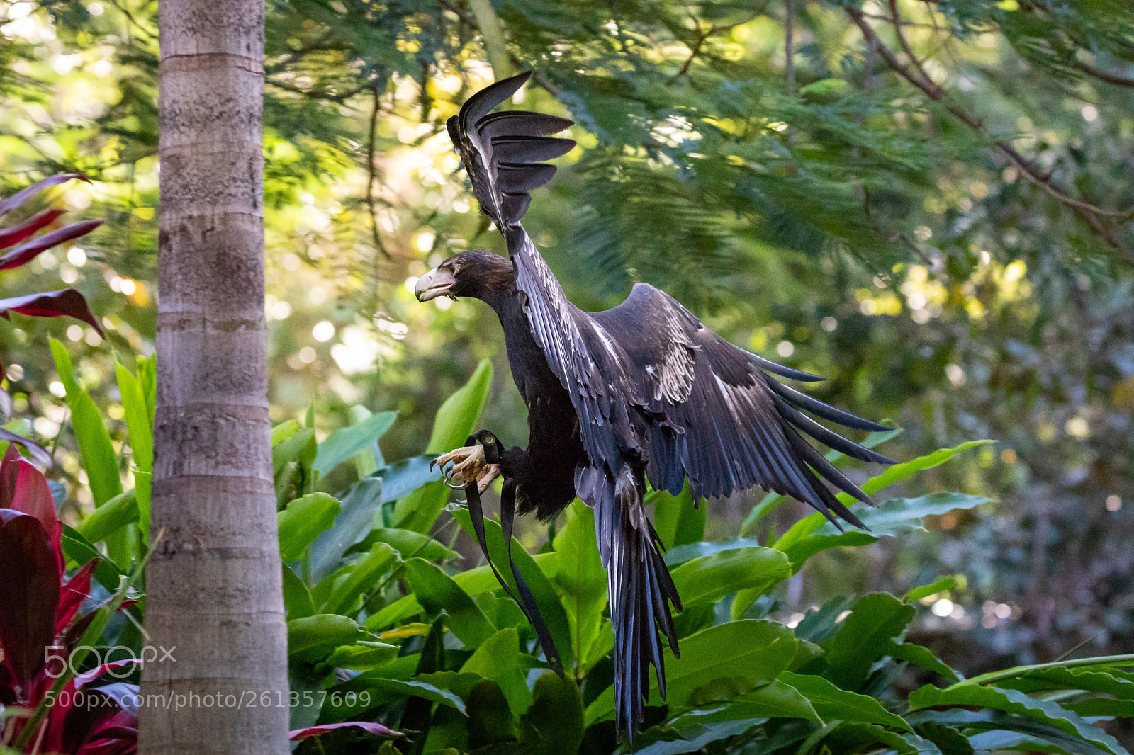 Canon EOS 5D Mark IV sample photo. 2018-06-04 - canon collective photography