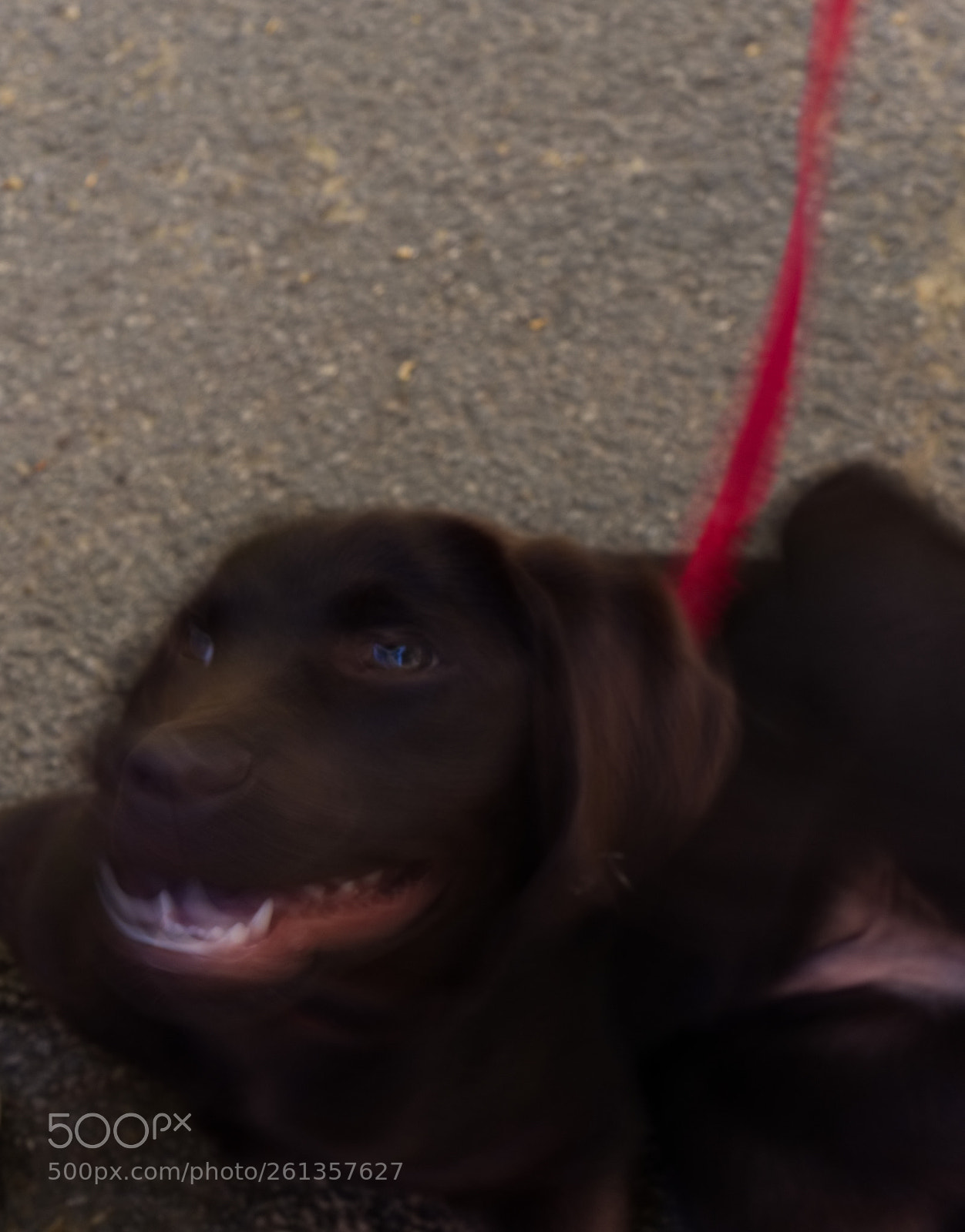 Olympus OM-D E-M5 II sample photo. Friendly dog photography