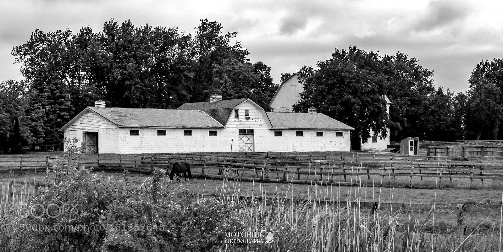 Canon PowerShot SX60 HS sample photo. Stud farm photography
