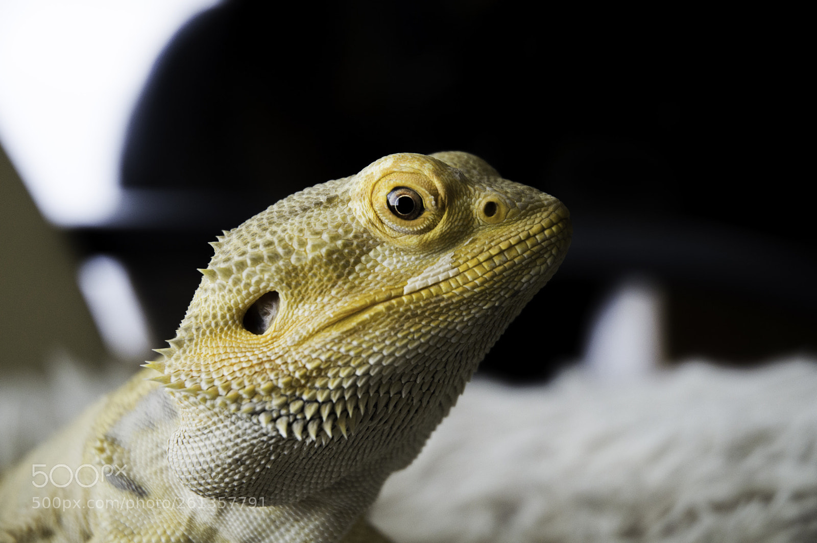 Nikon D3200 sample photo. Adolf photography