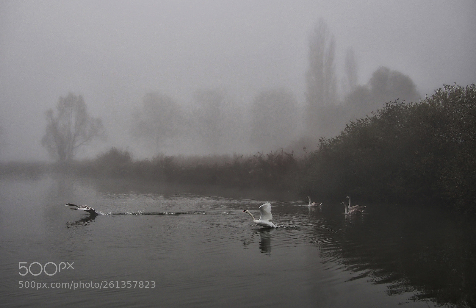 Olympus OM-D E-M5 sample photo. Swans in the mist photography