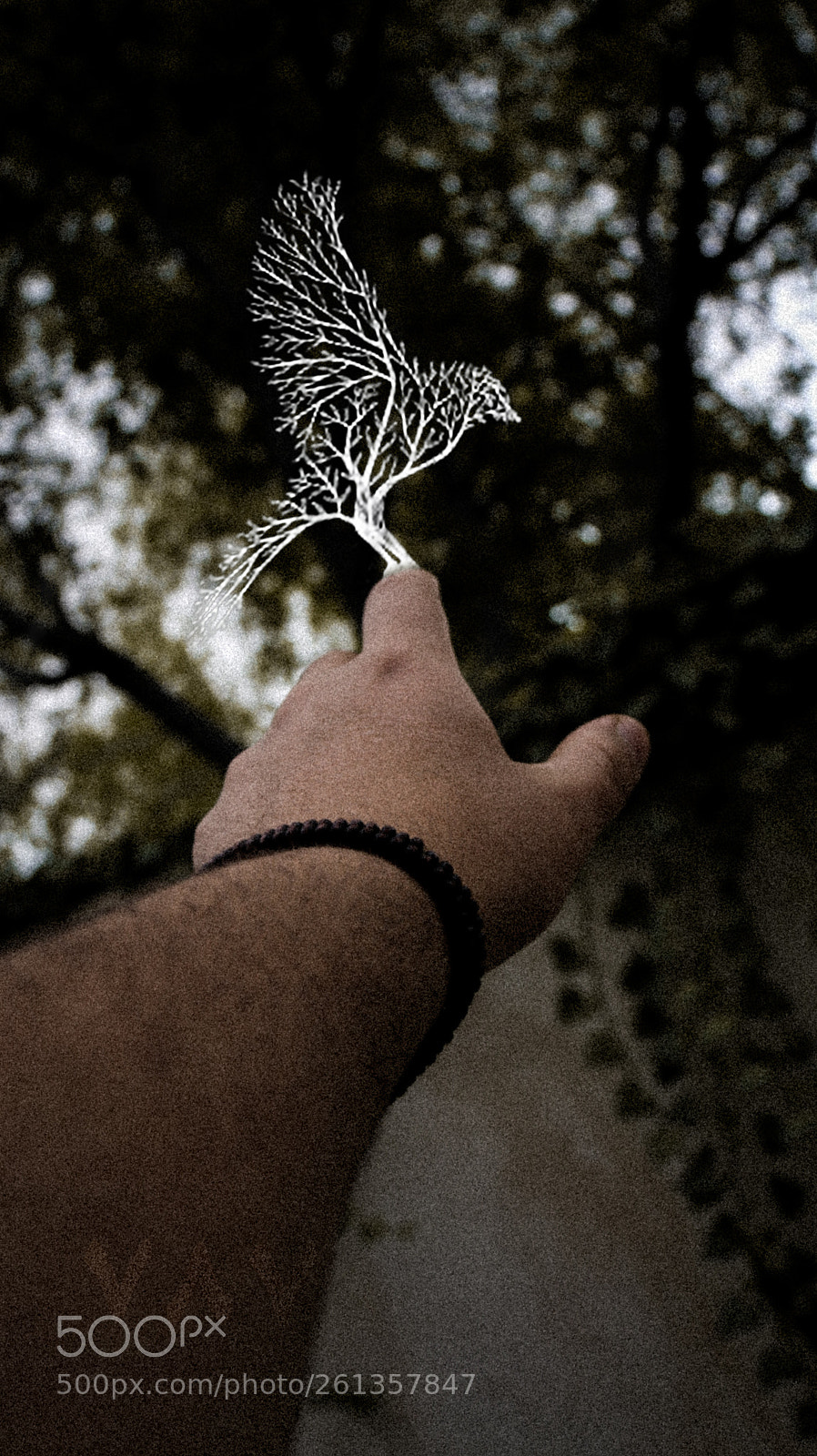 Canon EOS 70D sample photo. Dream photography