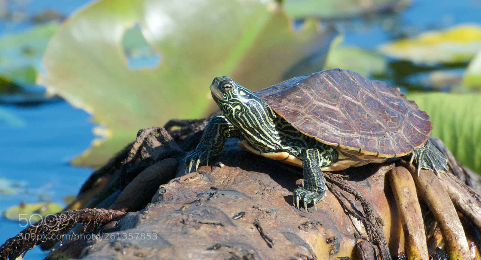 Nikon D80 sample photo. Map turtle - male photography