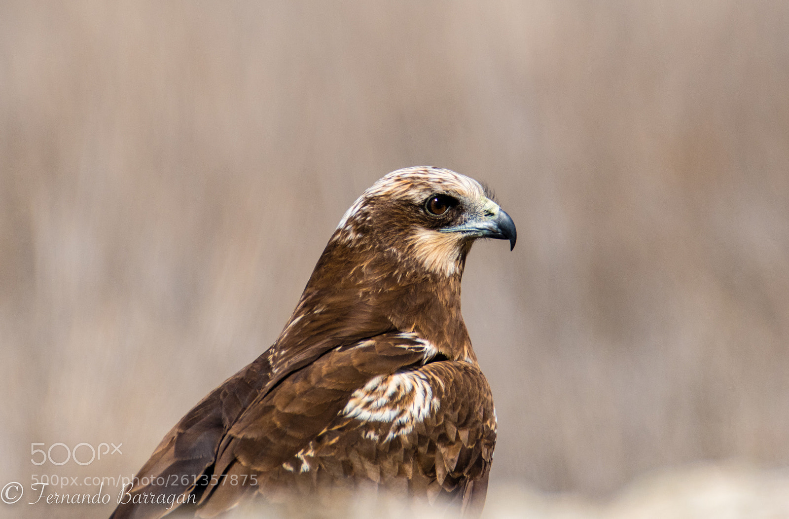 Nikon D500 sample photo. águila lagunera retrato photography