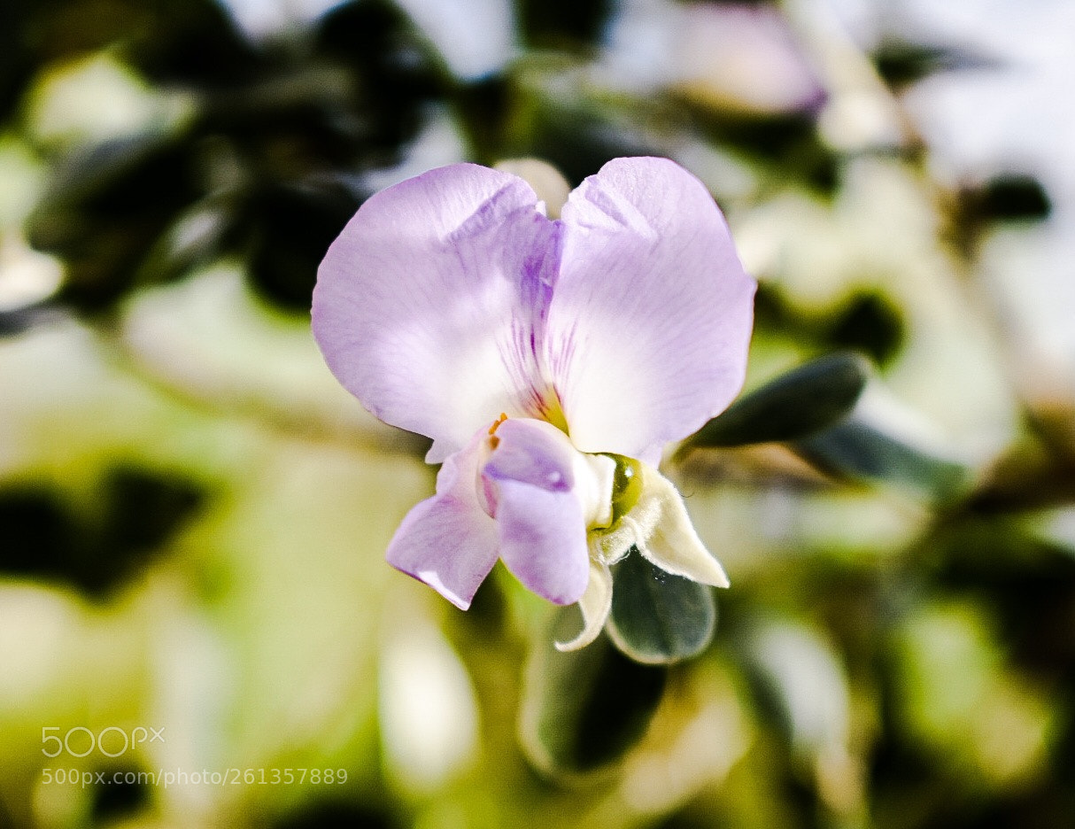 Nikon D3400 sample photo. Purple photography