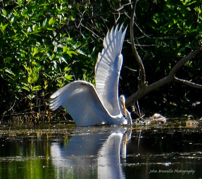 Samsung NX500 sample photo. Egret june 8 photography