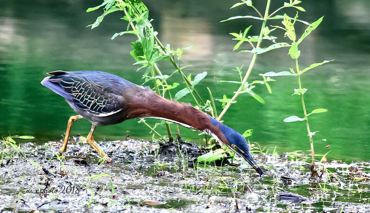 Canon EOS 7D Mark II sample photo. Green heron photography