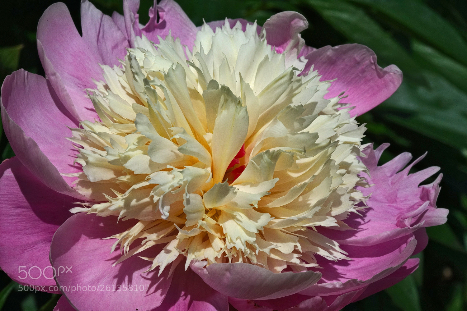 Sony a7R II sample photo. Peony photography