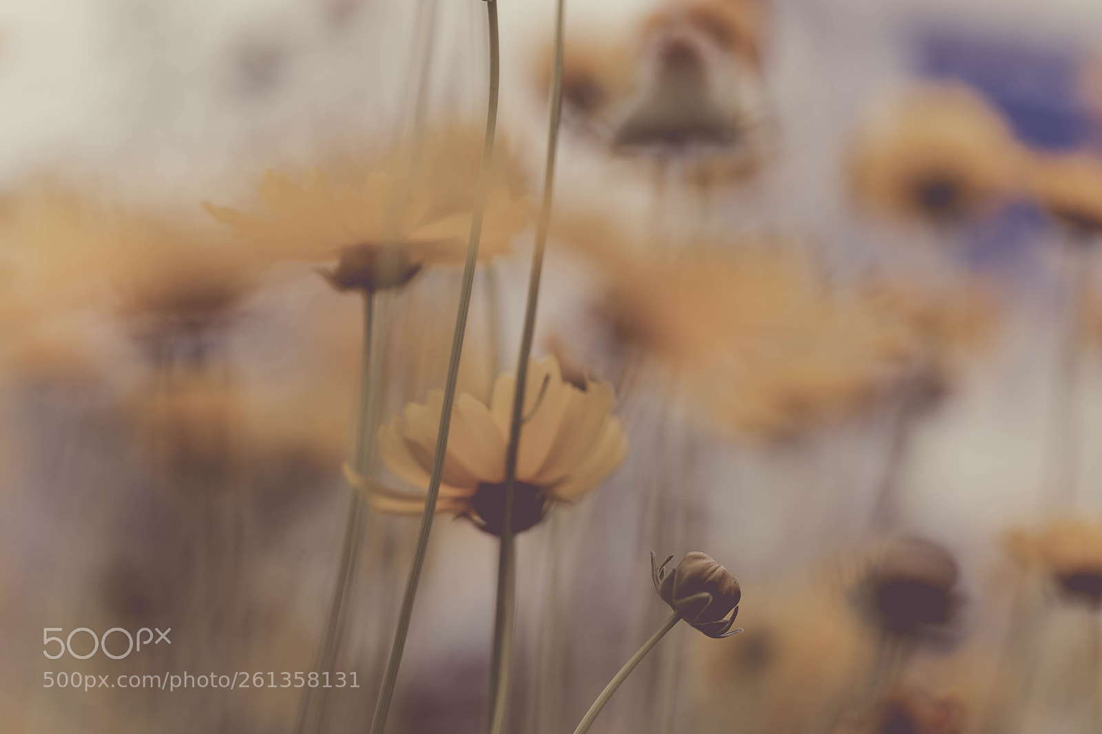 Canon EOS 6D sample photo. вєуσи∂ мємσяу photography