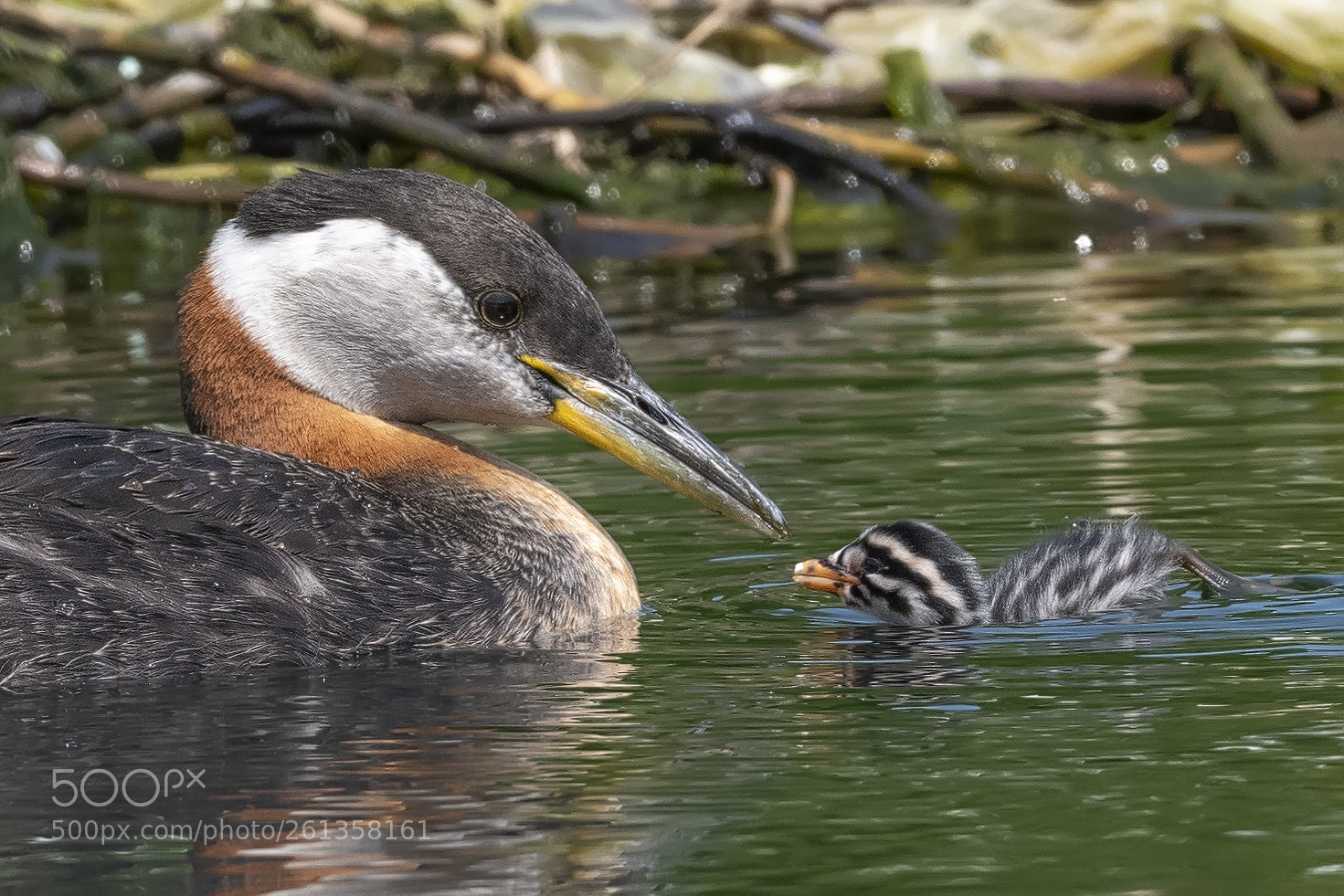 Nikon D850 sample photo. Red necked grebes photography