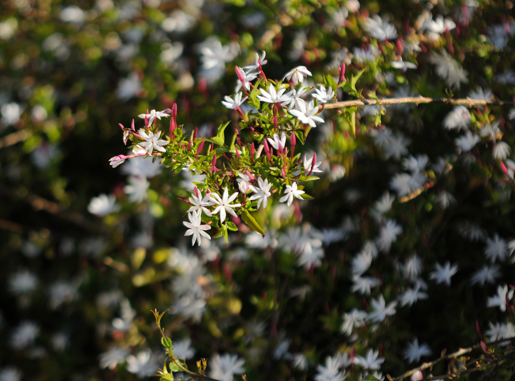 Sigma 70-200mm F2.8 EX DG Macro HSM II sample photo. Spring bloom photography