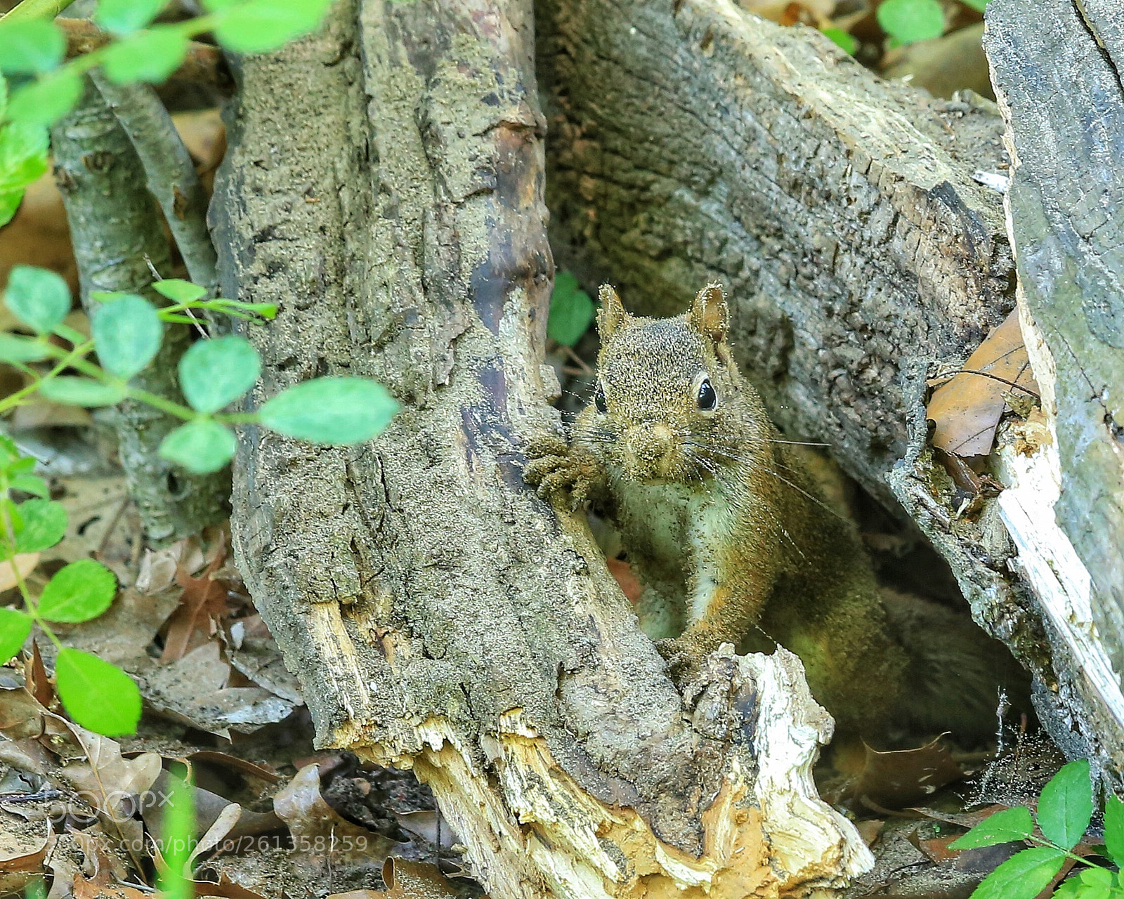 Canon EOS 6D sample photo. Out of the hole photography