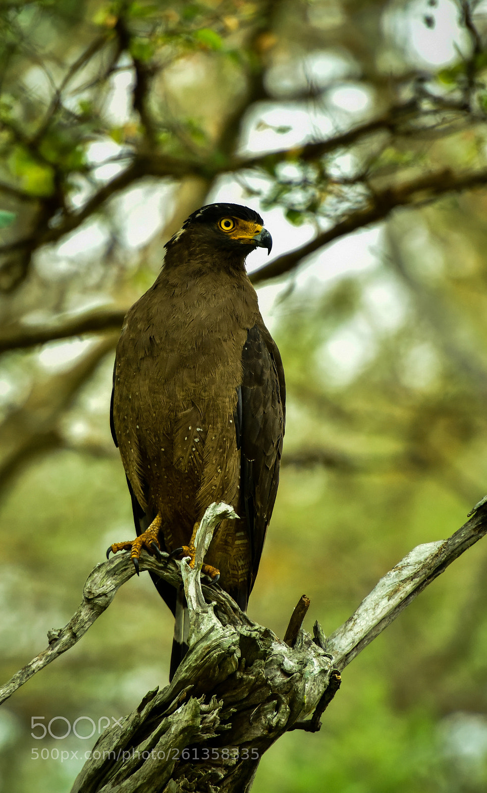 Nikon D810 sample photo. Serpent eagle photography