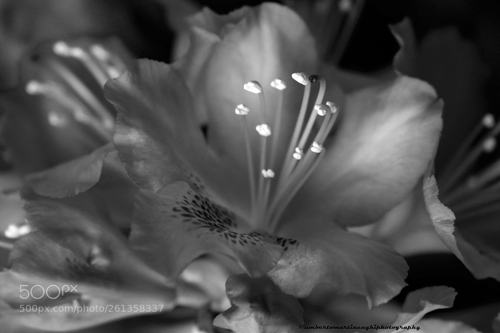Canon EOS 7D Mark II sample photo. Rhododendrom photography