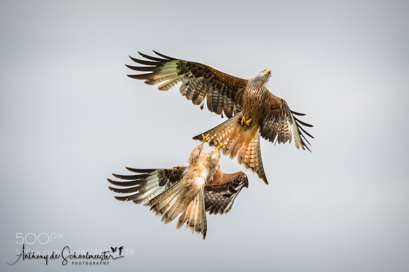 Nikon D500 sample photo. Aerial combat photography