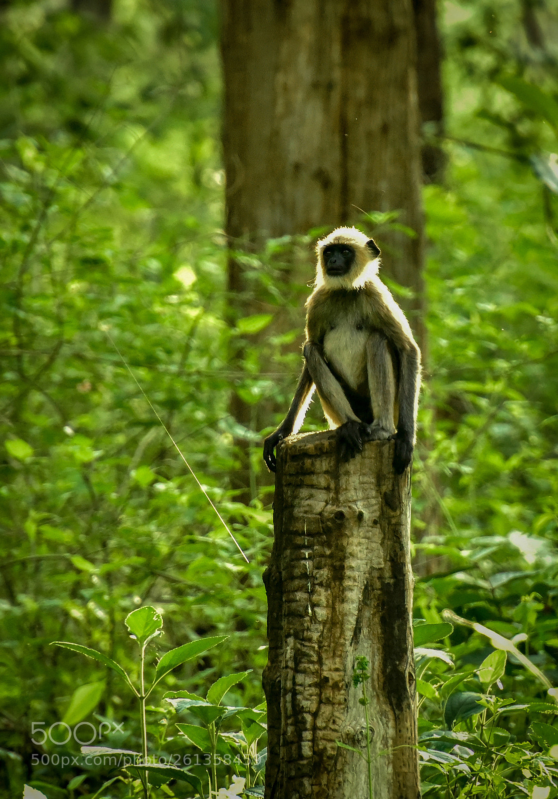 Nikon D810 sample photo. Black faced langur photography