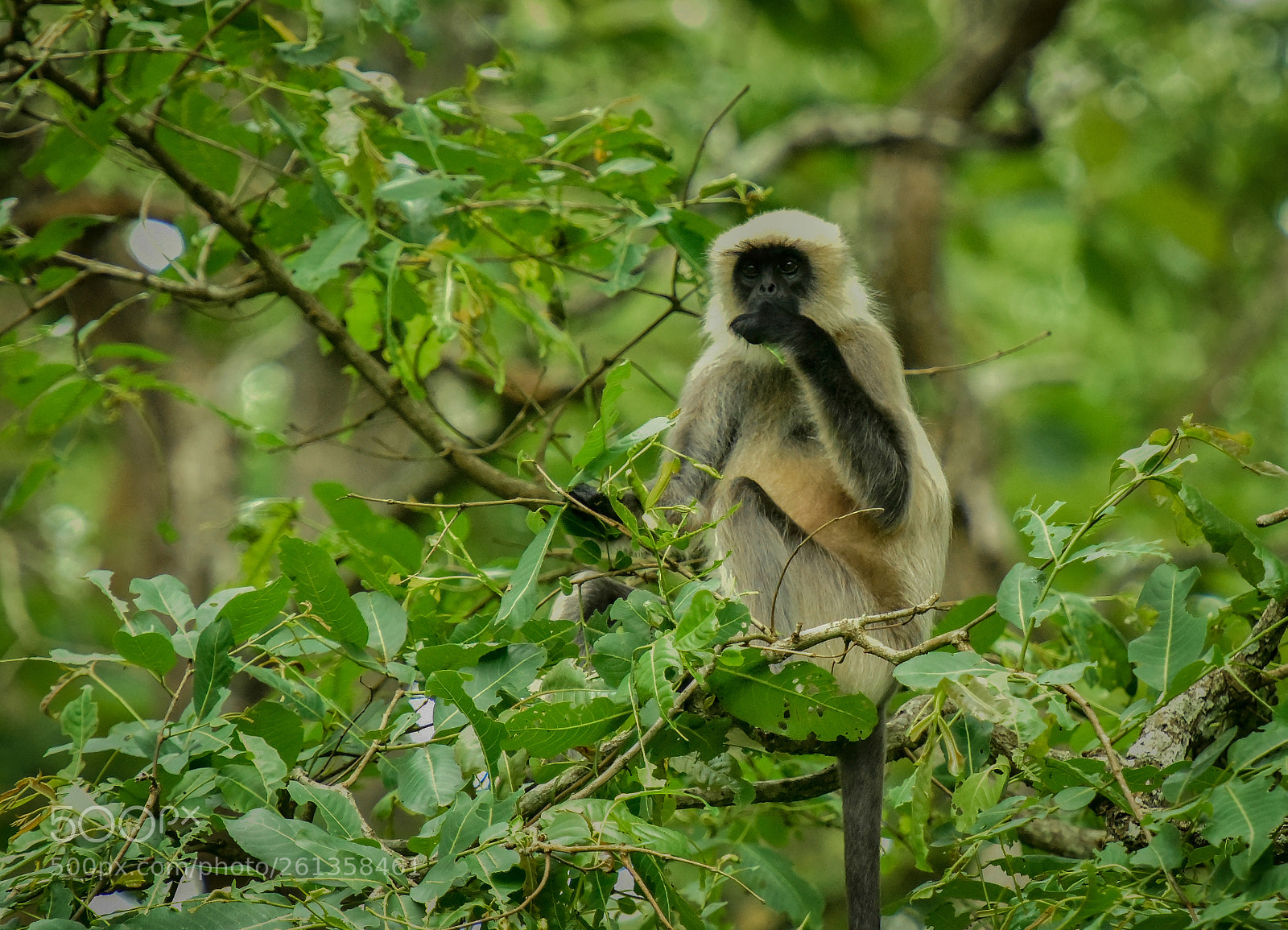 Nikon D810 sample photo. Munching langur photography