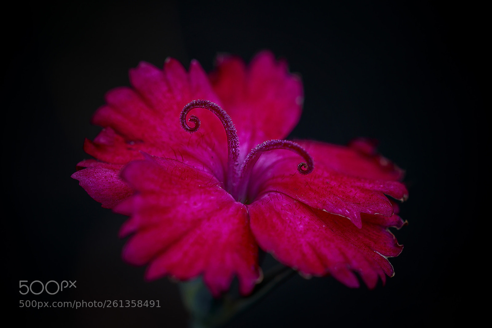 Canon EOS 7D Mark II sample photo. Red flower photography