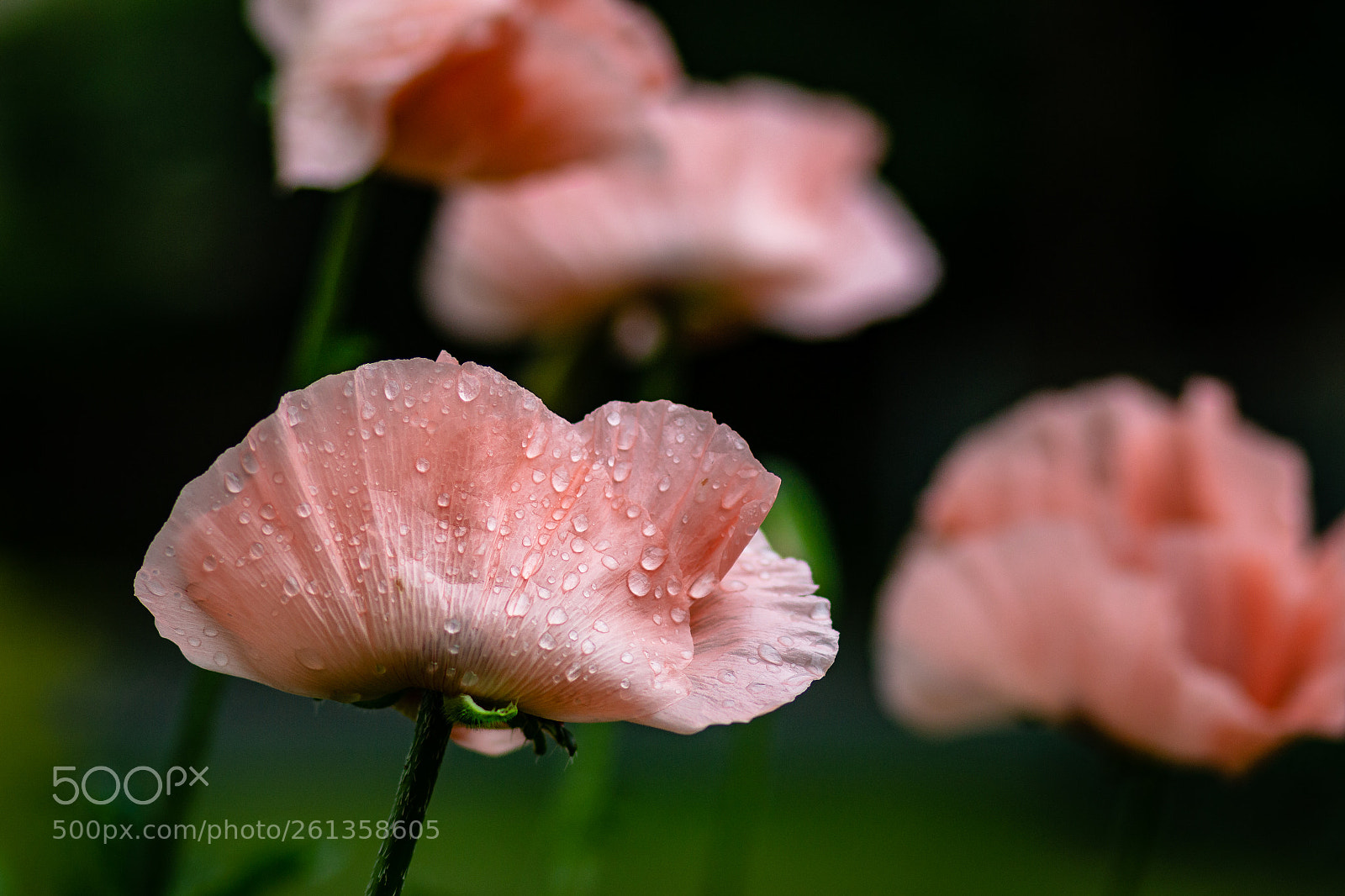 Canon EOS 700D (EOS Rebel T5i / EOS Kiss X7i) sample photo. Poppies photography