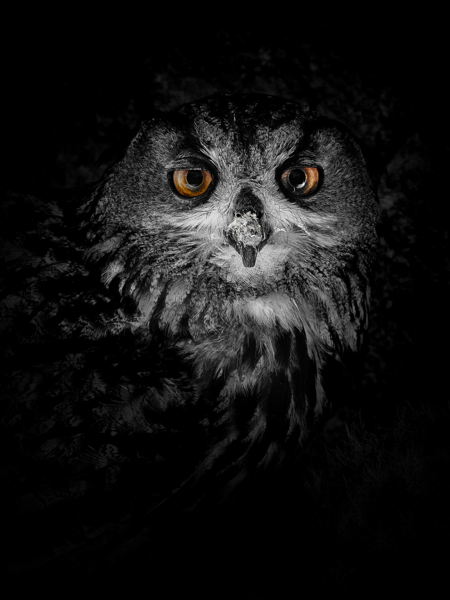 Nikon D850 sample photo. Are you afraid ? photography