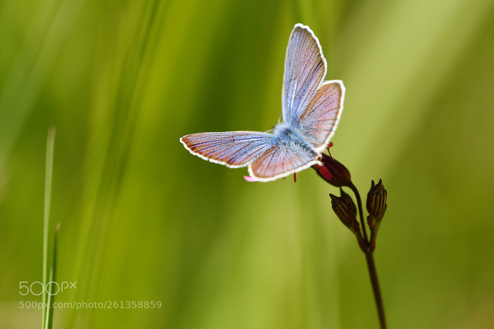 Nikon D750 sample photo. Polyommatinae photography