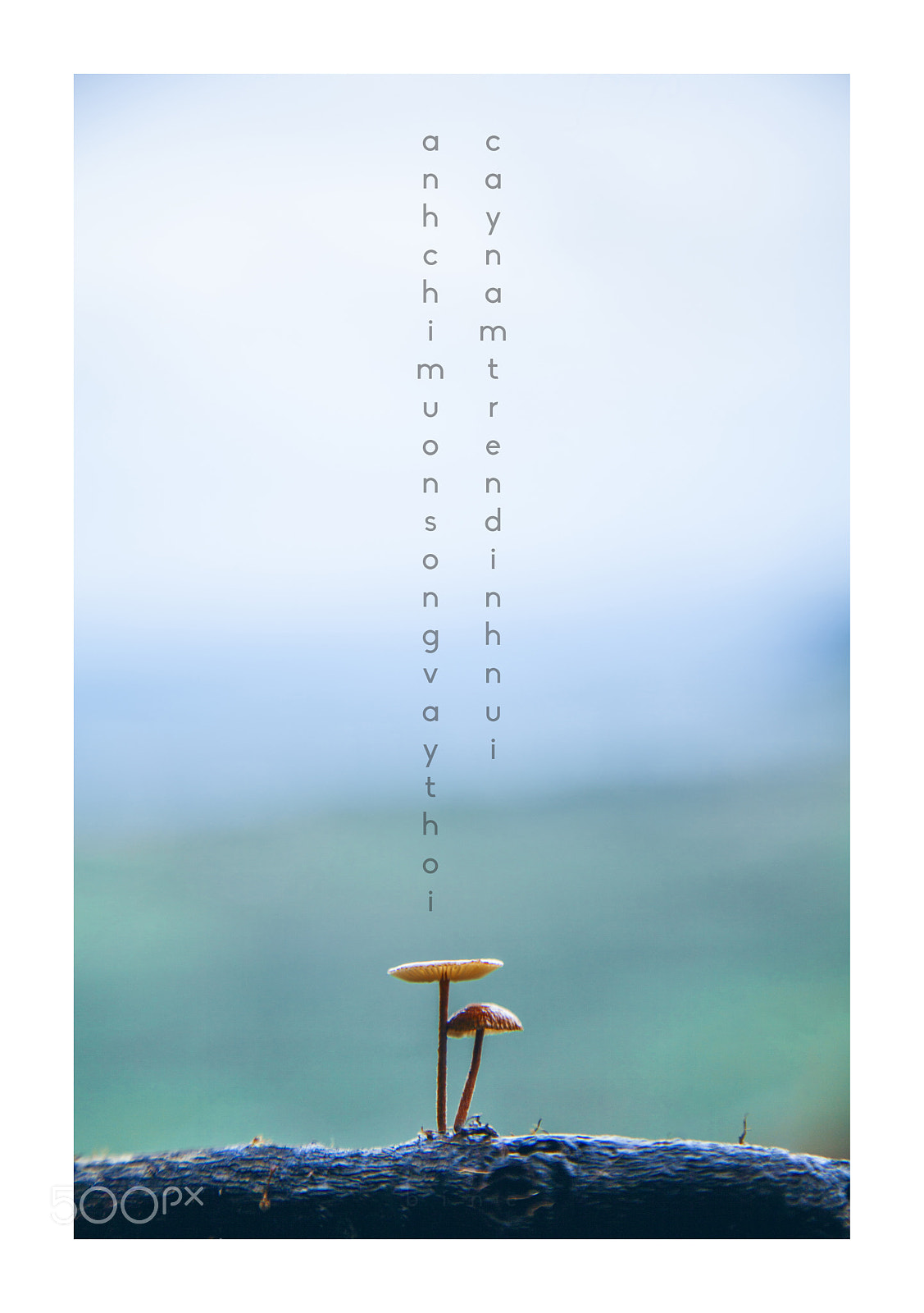 Canon EOS 5D Mark II sample photo. Mushroom photography