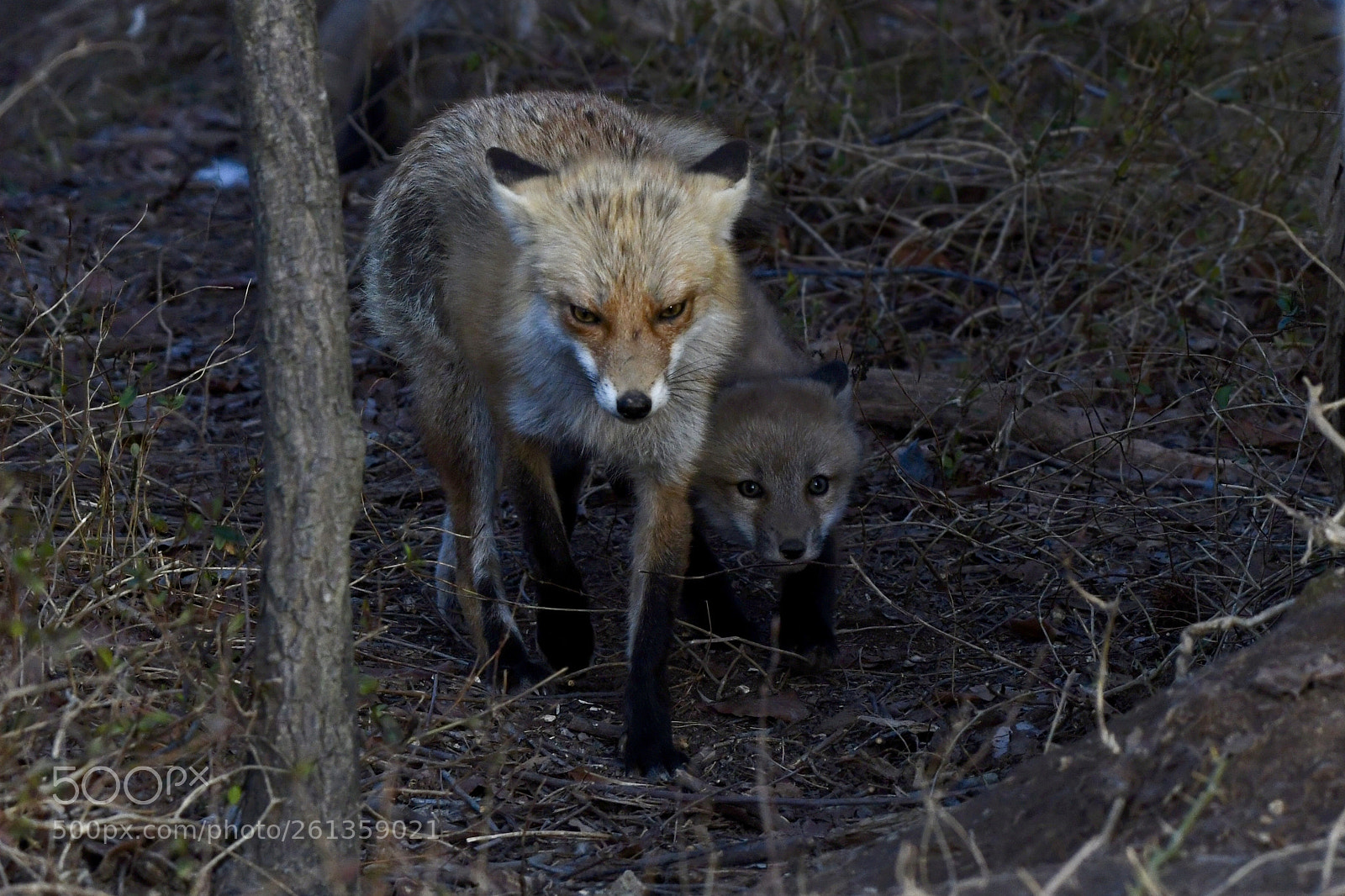 Nikon D500 sample photo. Learning about the world. photography