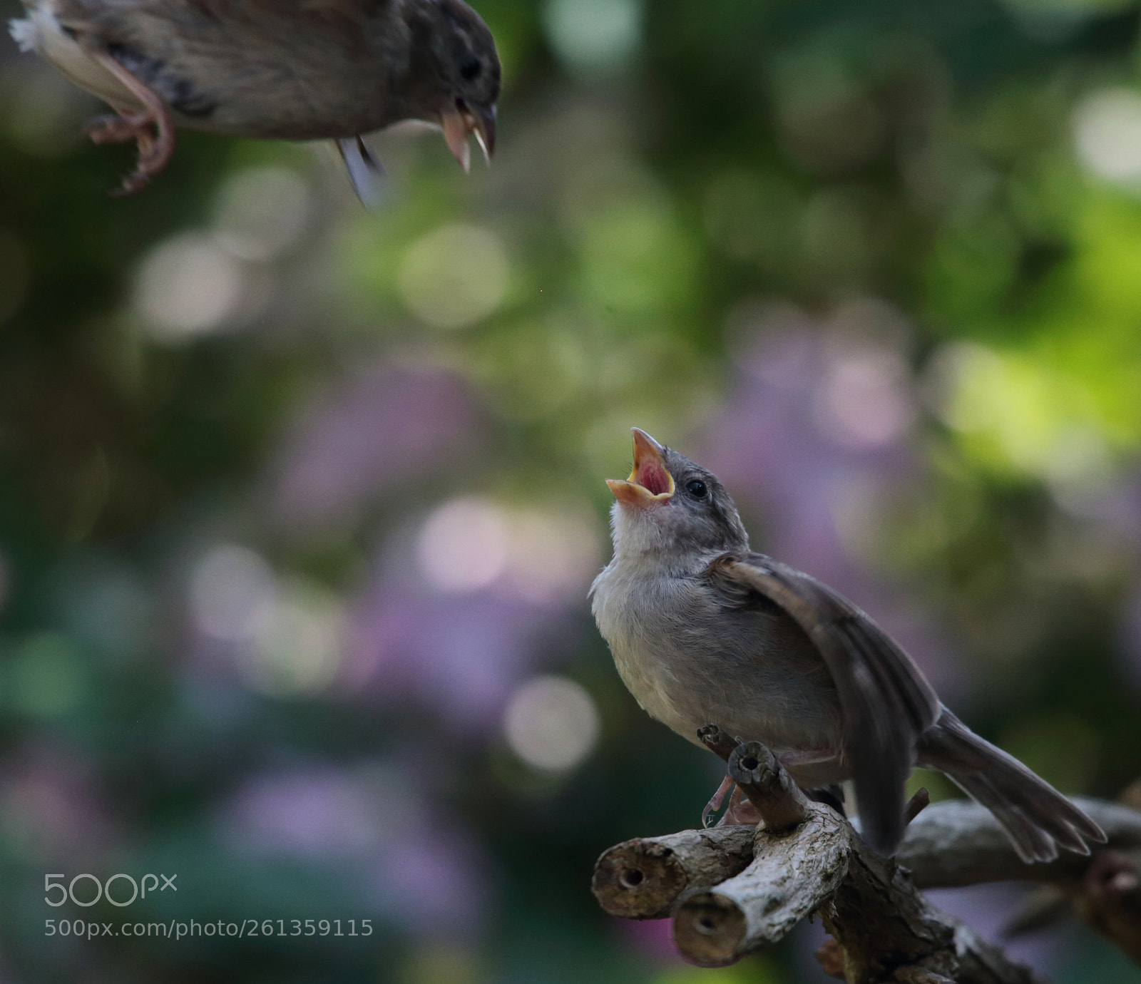 Canon EOS 6D sample photo. Feeding the young photography