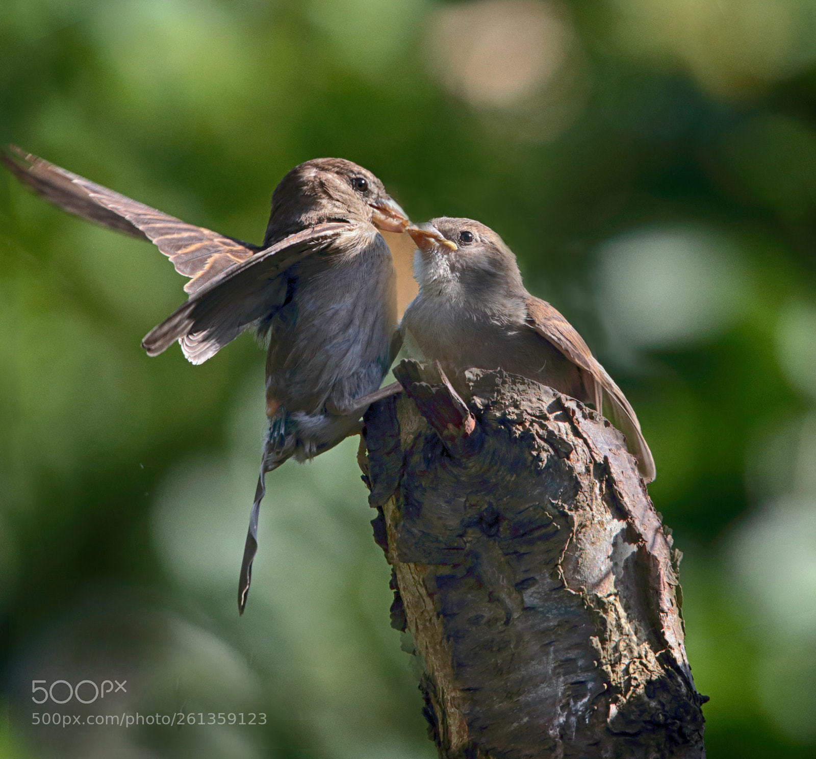 Canon EOS 6D sample photo. Feeding the young photography