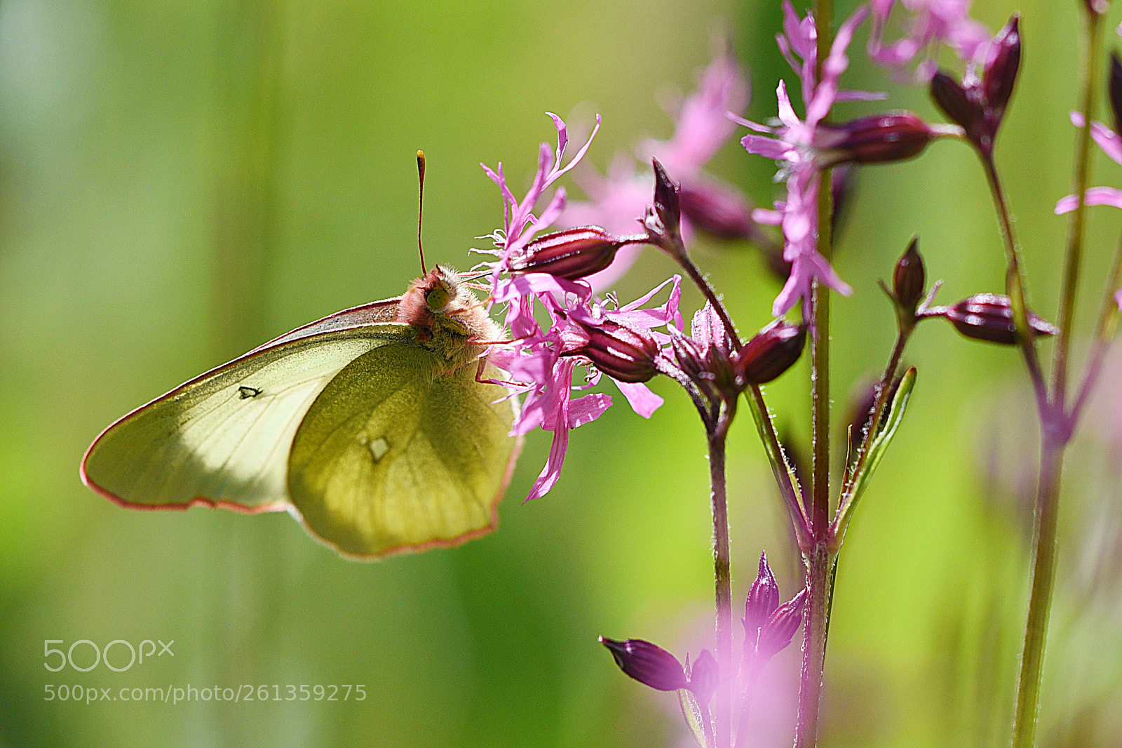 Nikon D750 sample photo. Large white butterfly photography