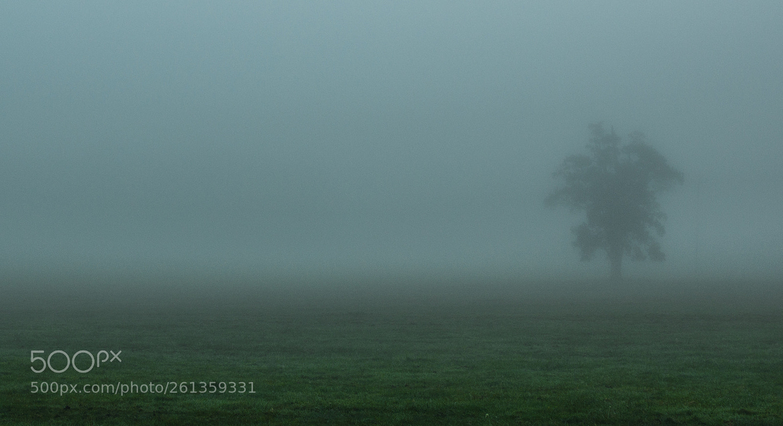 Nikon D610 sample photo. Lost in the fog photography