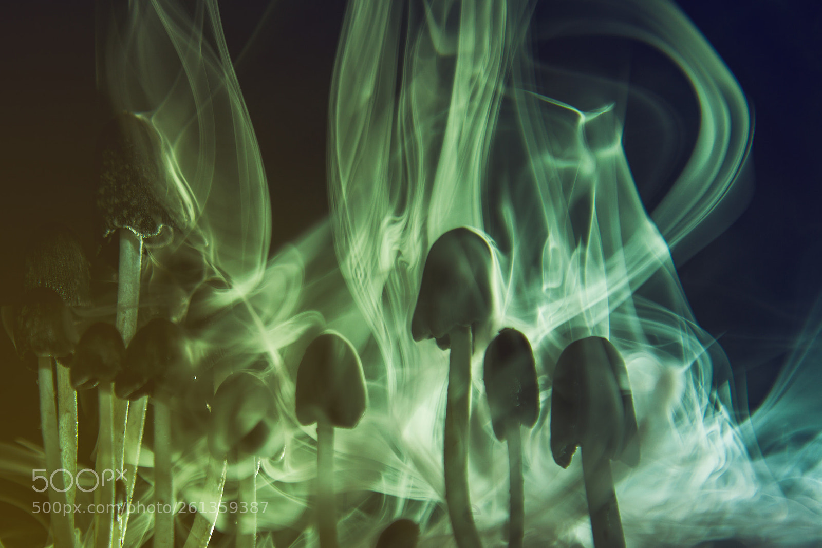Canon EOS 5D Mark II sample photo. Mushroom in smoke photography