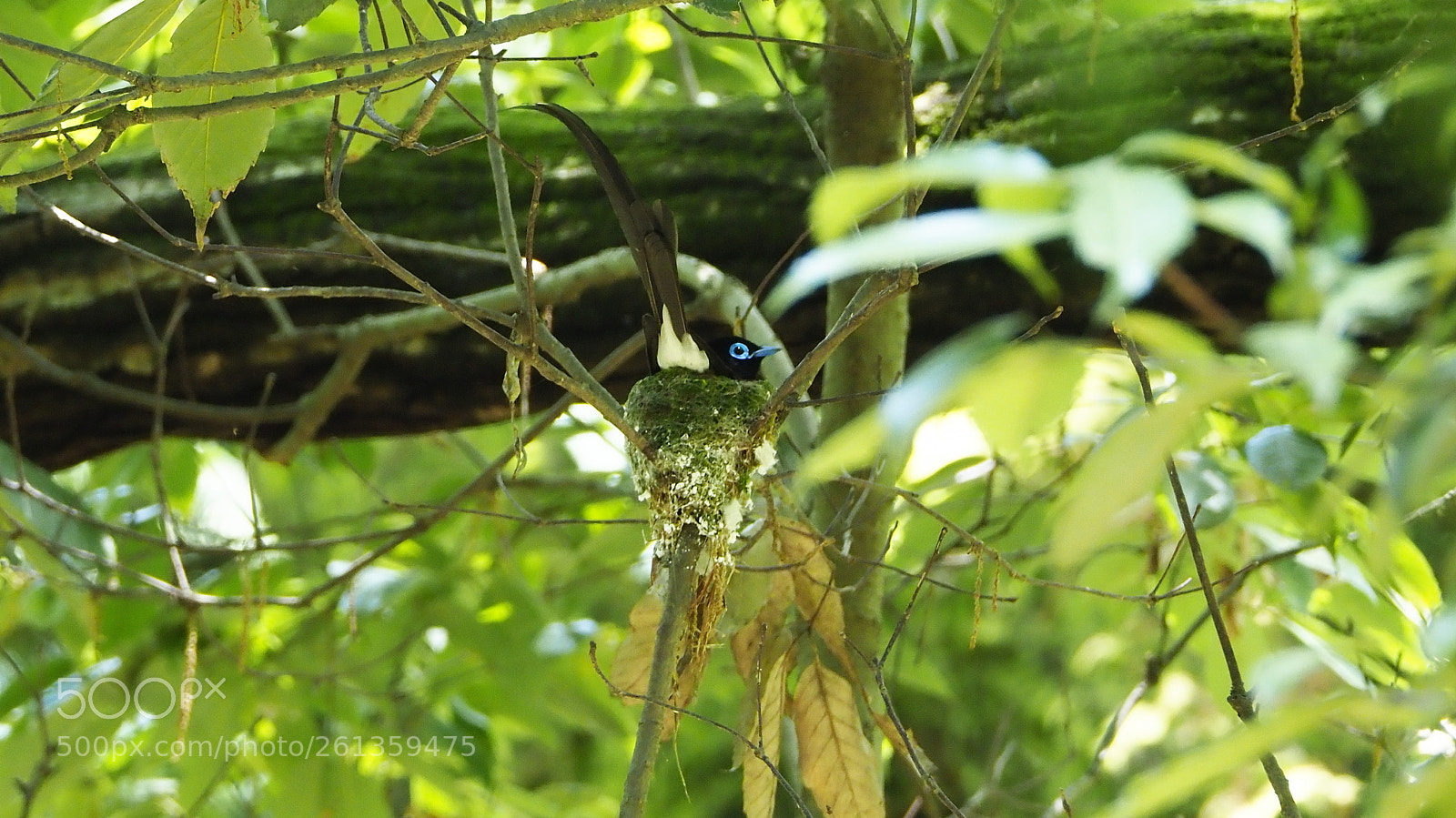Olympus OM-D E-M1 Mark II sample photo. Male also holds eggs photography