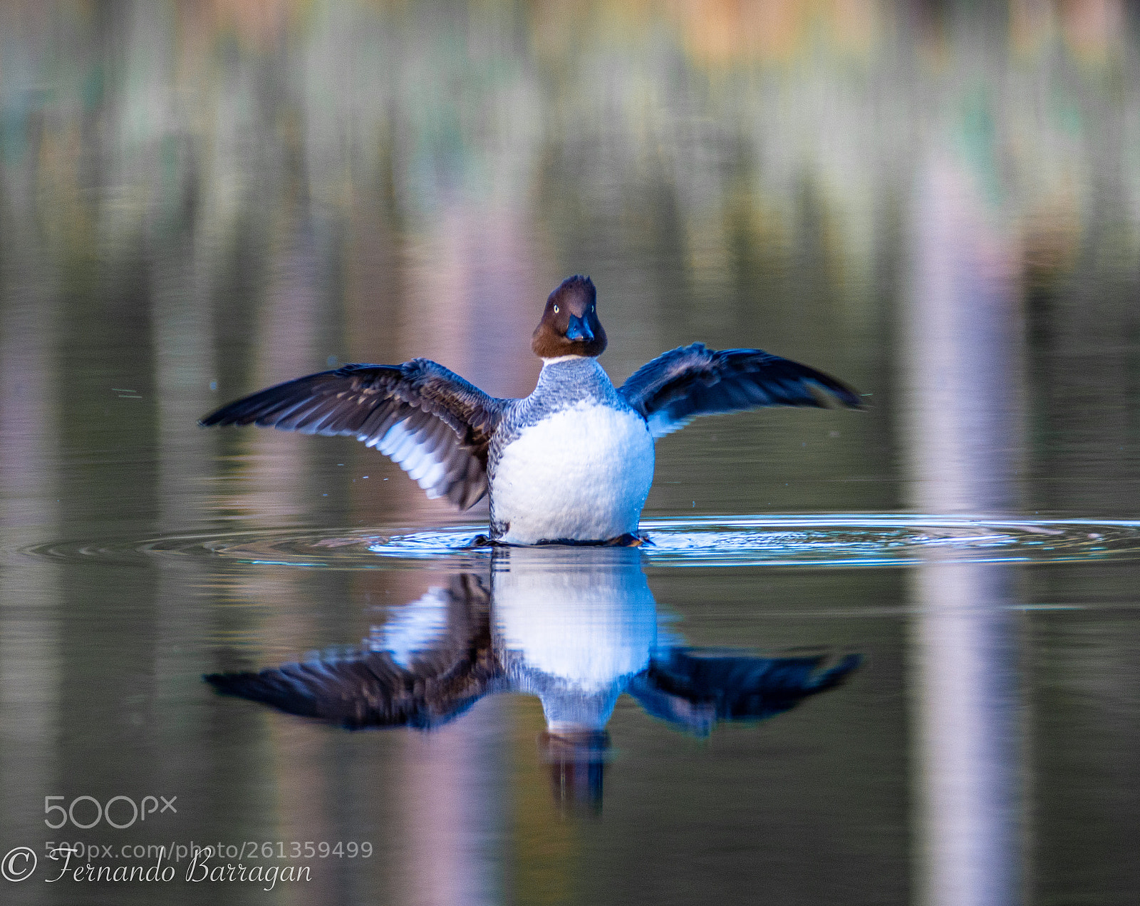 Nikon D7100 sample photo. Pato finland photography