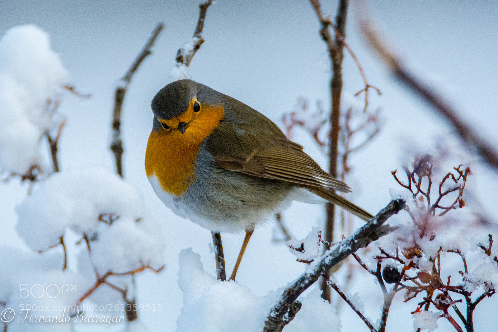Nikon D7100 sample photo. Petirrojo y nieve photography