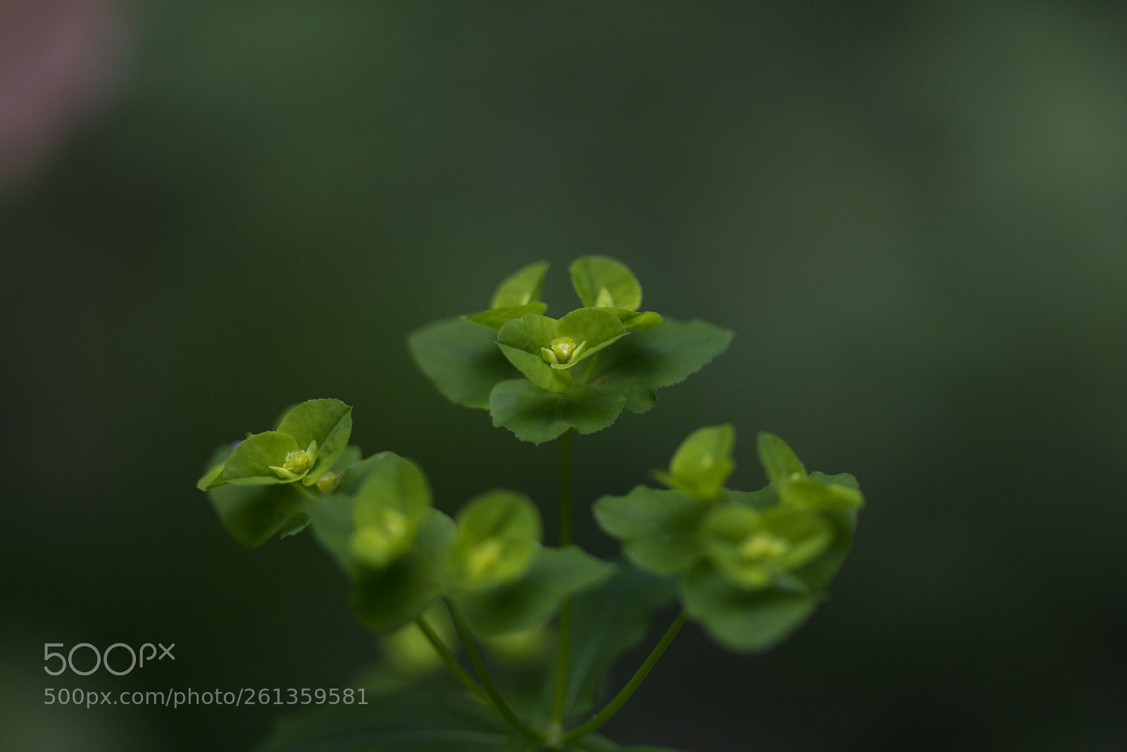 Canon EOS 60D sample photo. Wolfsmilch (euphorbia) photography