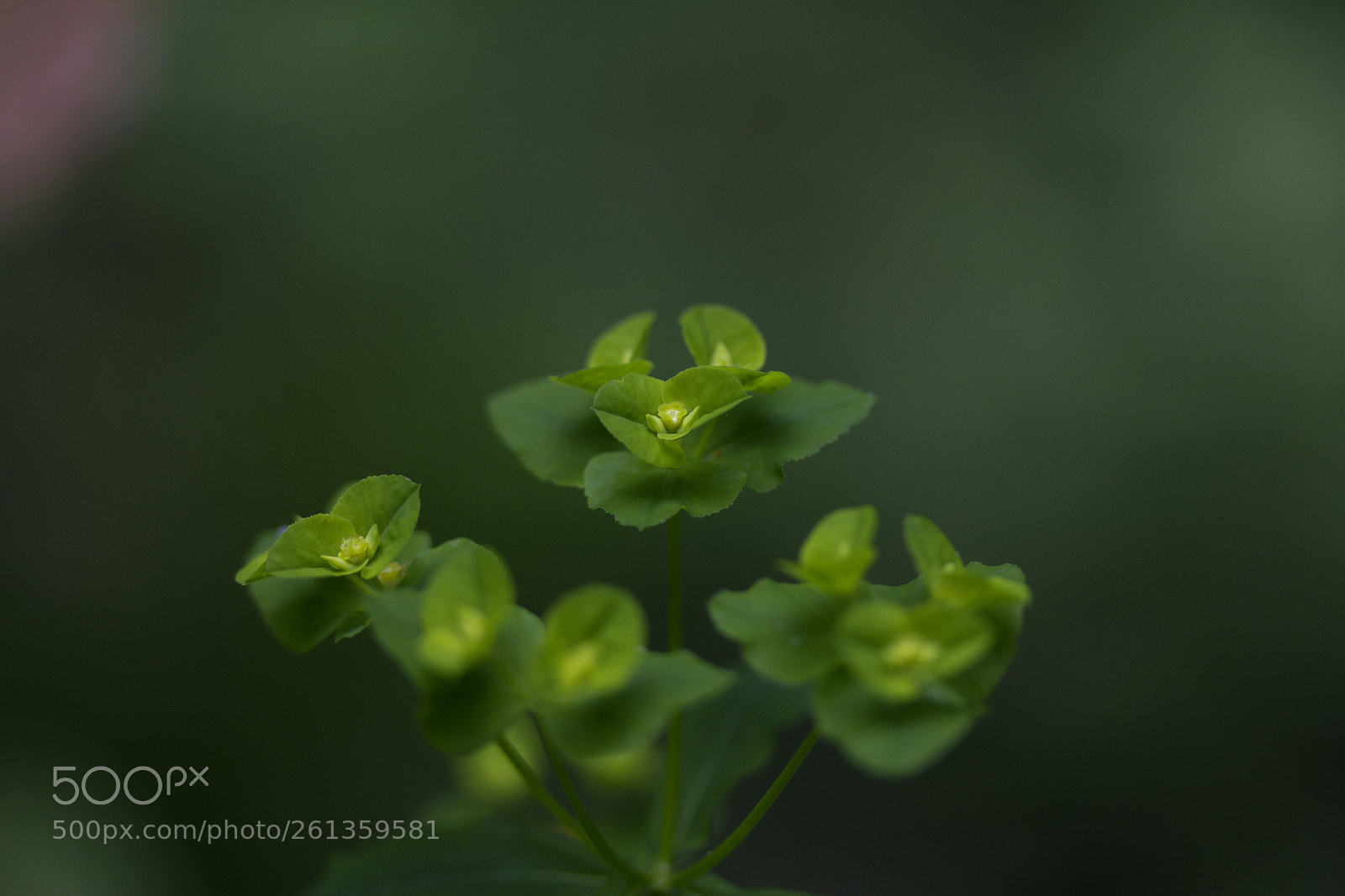 Canon EOS 60D sample photo. Wolfsmilch (euphorbia) photography
