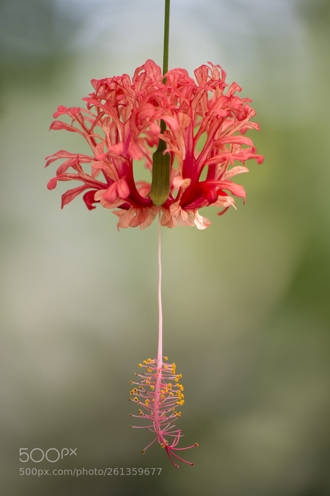 Nikon D610 sample photo. Flower photography