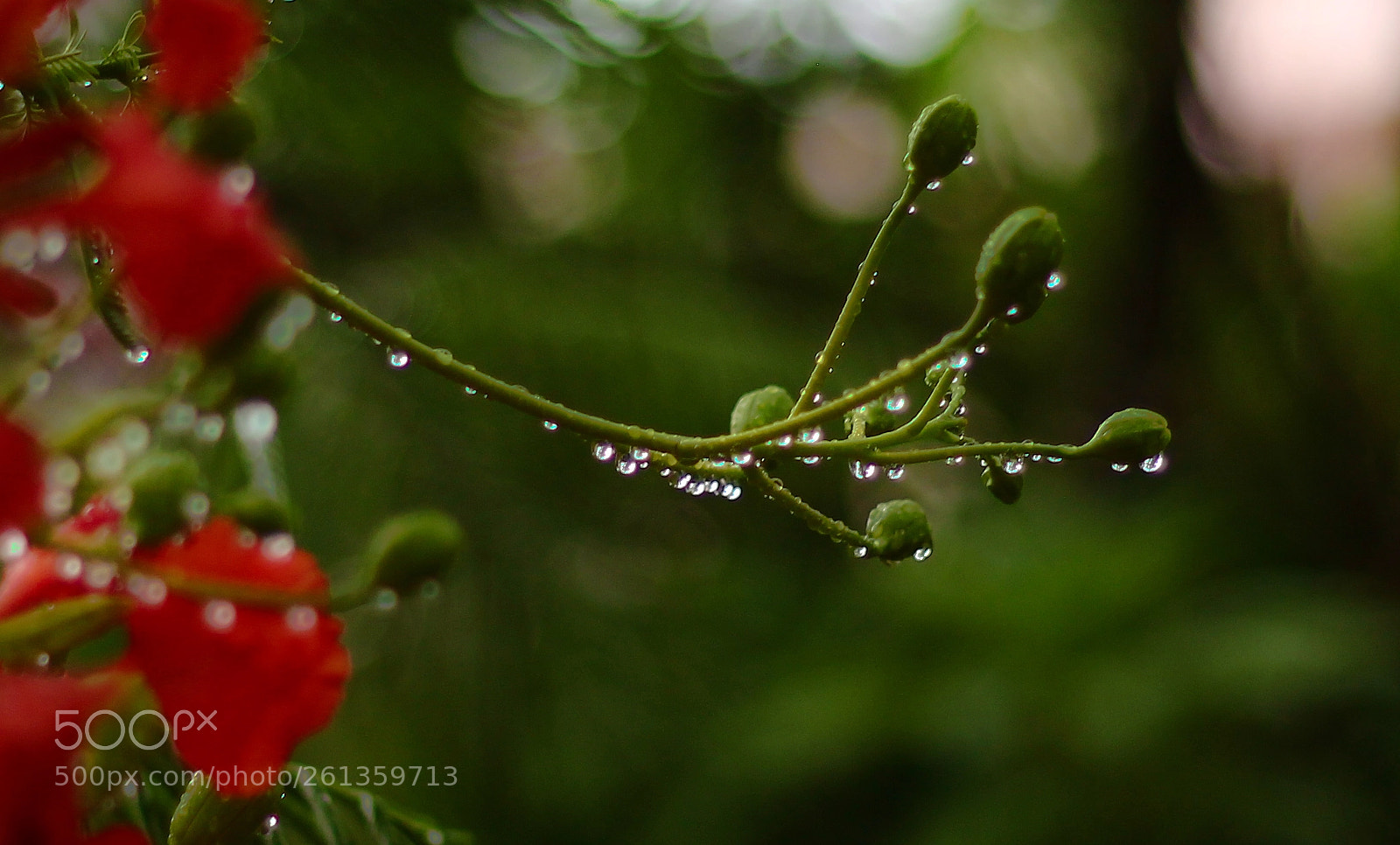 Canon EOS 600D (Rebel EOS T3i / EOS Kiss X5) sample photo. Budding pearls photography