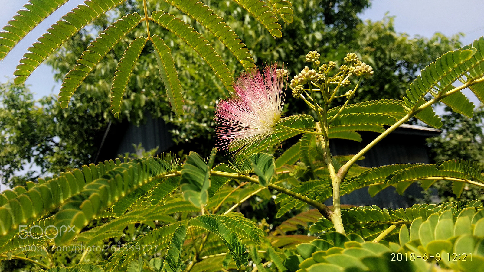 Xiaomi Redmi Note 4 sample photo. Albizia photography