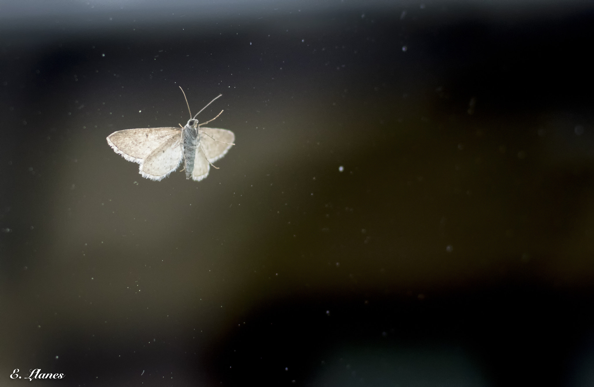 Nikon 1 V3 sample photo. Vuelo a las estrellas photography