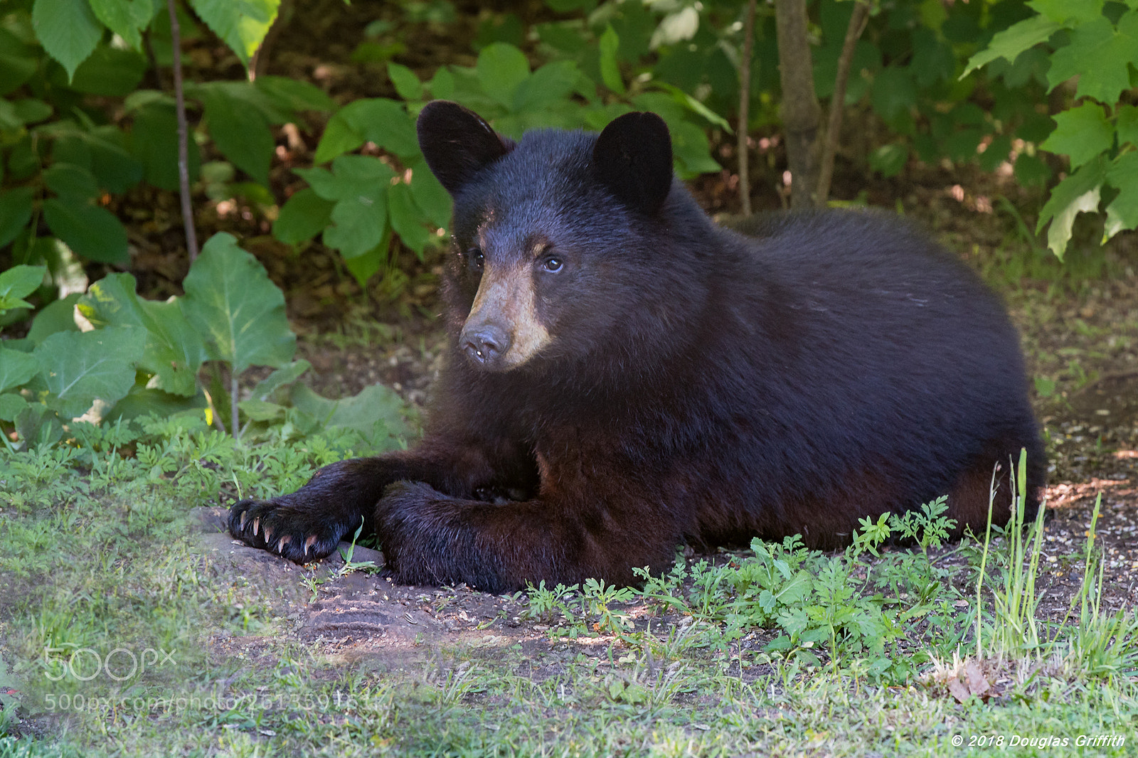Nikon D500 sample photo. Juvenile american black bear photography